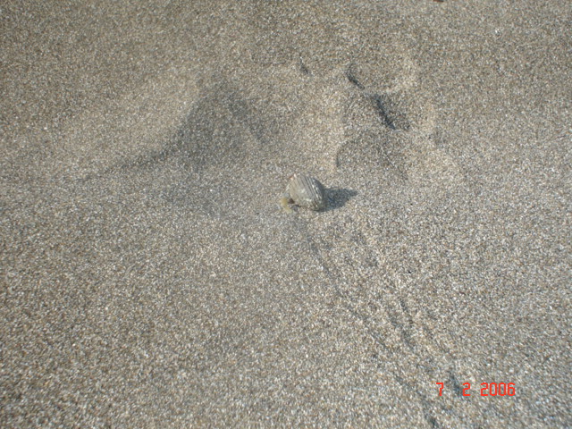 3-11 feb Flag Beach amiguitas + family (8)