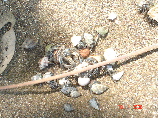 BAHIA DRAKE, semana santa (108)