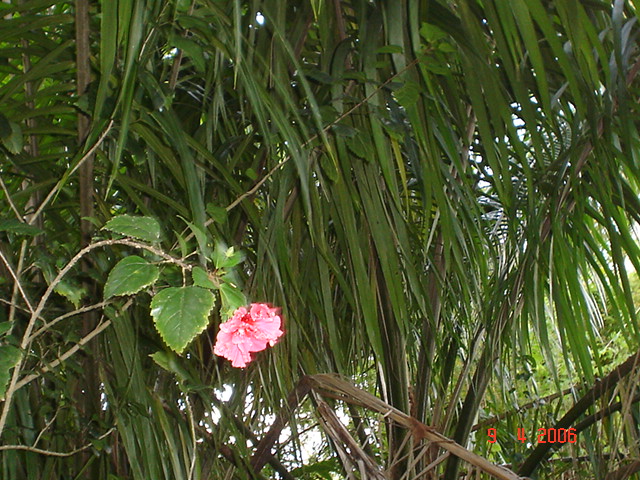 BAHIA DRAKE, semana santa (67)