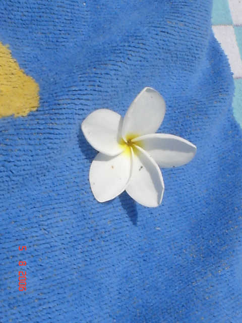 Sta. Teresa, pen. de Nicoya (55)
