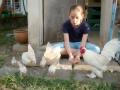 Stefie'schickens03.jpg