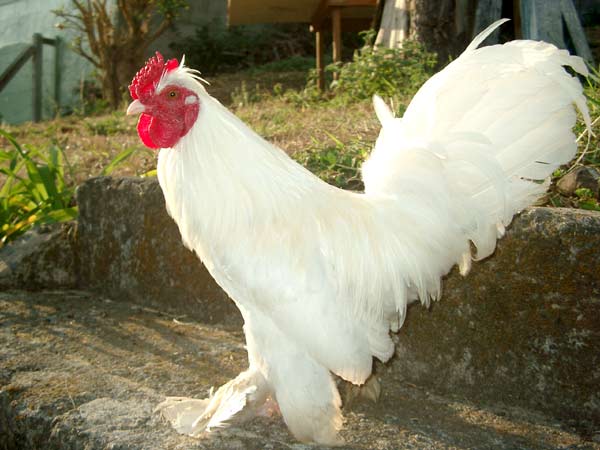 Stefie'schickens04.jpg